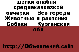 щенки алабая ( среднекавказкой овчарки) - Все города Животные и растения » Собаки   . Курганская обл.